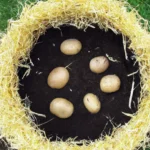 Ollas: Ancient Wisdom for Efficient Irrigation