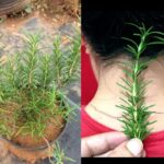 20 Vegetables You Can Re-Grow From Scraps