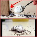 Brilliant! The Simple Trick to Prevent Drafts with Minimal Effort
