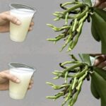Growing Herbs in Water: A Simple and Space-Saving Method for Fresh Greens