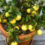 The Surprising Benefits of Fig Tree Sap