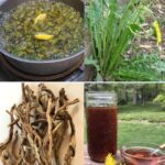 From Seed to Spice: A Complete Guide to Growing Anise at Home in Containers