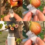 How to Grow a Potted Lemon Tree That Actually Produces Lemons