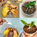 This Plant is a True Treasure for the Human Body