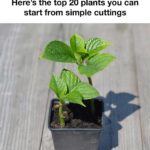 Coffee Grounds: Don’t Throw Them Away, Keep Them in the Refrigerator Overnight – They’ll Save You!