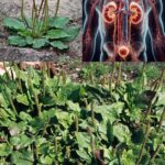 Growing peanuts from store-bought nuts