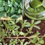 30 Incredible Benefits of Broadleaf Plantain (Plantago Major)