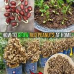 10 Reasons to Plant a Rosemary Hedge and How to Do Itby Gonzales
