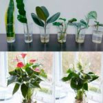 Cleanse Your Lungs in 3 Days: A Natural Remedy to Breathe Easy