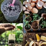 🌿 This Unpretentious Wonder of Nature is Actually a Real-Life Treasure