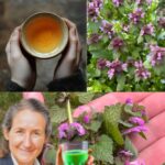 Why You Should Always Have a Rosemary Plant in Your Home and How to Propagate It