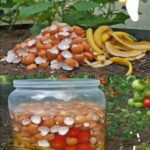 The Most Powerful Fertilizer for Onions, Tomatoes, and Peppers