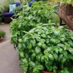 Pour Turmeric on Your Plants and Watch What Happens: The Gardener’s Secret Remedy