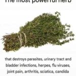 Banana Peel Fertilizer for Stronger, Healthier Plants