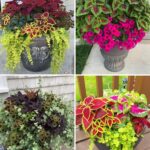 Top 10 Secrets to Growing the Biggest, Healthiest Spider Plants