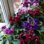 7 Incredible Spider Plant Benefits