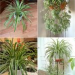 These Are The Best Healing Plants to Grow in Your Bedroom for a Healthier Indoor Space