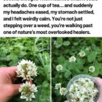 How to Grow an Endless Supply of Blueberries in Your Backyard