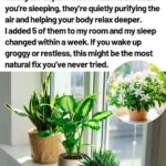 15 Plants That Bloom All Summer Long