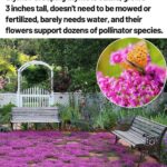 15 Plants That Bloom All Summer Long