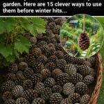 From Kitchen to Beauty Cabinet — How Coconut Oil Can Do It All 🥥✨