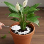 Doctors Reveal That Avocado Consumption Causes… – What You Need to Know