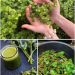 The Best Recipe! Flaxseeds Are a Treasure — Firm Skin, No Wrinkles, No Spots! ✨