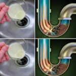 I Thought It Was Just a Rope in the Grass — Then I Looked Closer…