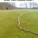 Home Trick to Clean the Drain and Pipes Without Calling the Plumber…