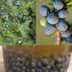 Juniper: 20 Remarkable Benefits and How to Use It 🌿