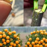 The Chinese Body Clock Explains Why We Wake Up at Night and How to Fix It 🕰️🌙