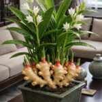 Many Don’t Know Snake Plants Can Bloom – Here’s How to Help Yours Flower