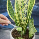 10 Secrets for Planting Ginger in Pots for Endless Harvests