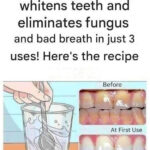 Unlocking the Bloom: The Secret to Spectacular Flowers on Your Christmas Cactus