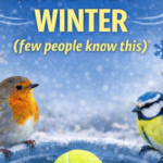 Put 1 Glass of Salt in Your Car: The Surprising Hack Every Driver Needs to Know