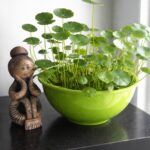 Homemade Mosquito Trap: Keep Those Pesky Insects Away