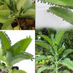 Boiled Eggs vs. Fried Eggs: Which Is Better for Breakfast?