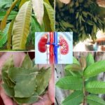 Bay Leaves and Skin Hydration