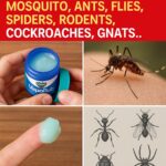 Add This to Your Mop Water for Cleaner, Fresher Floors